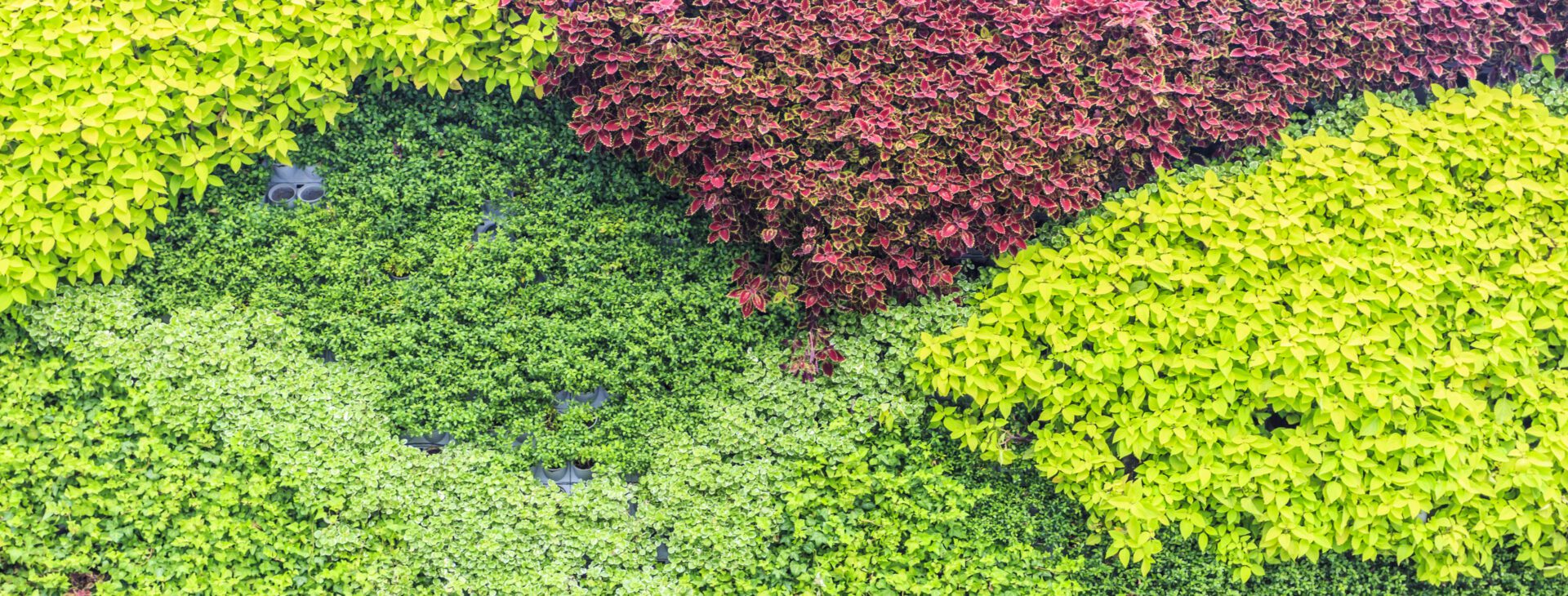 Vertical Gardening & Green Wall